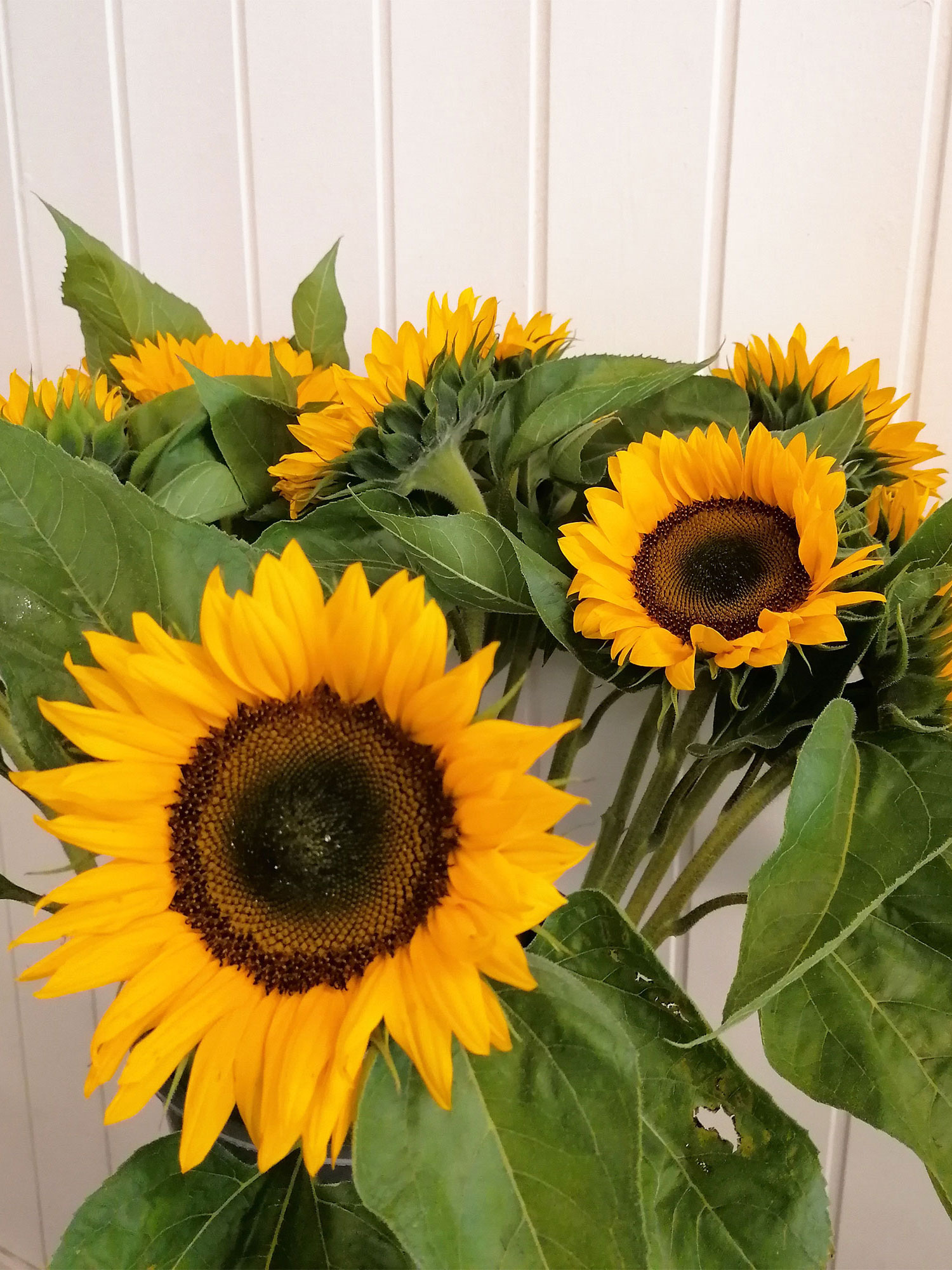 Sonnenblumen